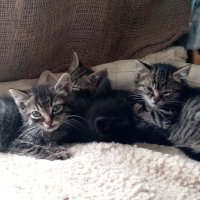 4 more kittens!